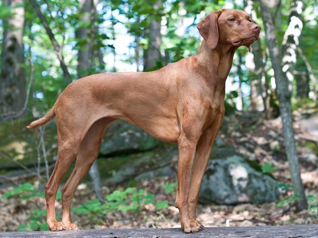 vizsla puppies oregon german shorthaired pointer breeders in oregon freedoglistings vizsla puppies oregon german shorthaired pointer breeders in oregon freedoglistings