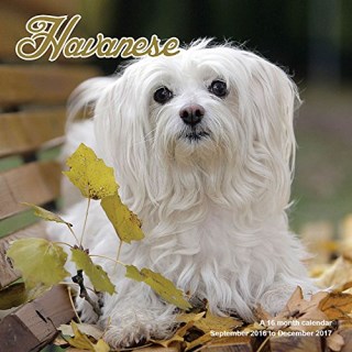 havanese puppies tn havanese breeders in tennessee freedoglistings havanese puppies tn havanese breeders in tennessee freedoglistings