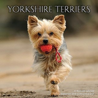 yorkie calendar 2017 terrier yorkie calendars yorkie calendar 2017 terrier yorkie calendars