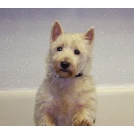 Dog Groomer in Pennsylvania
