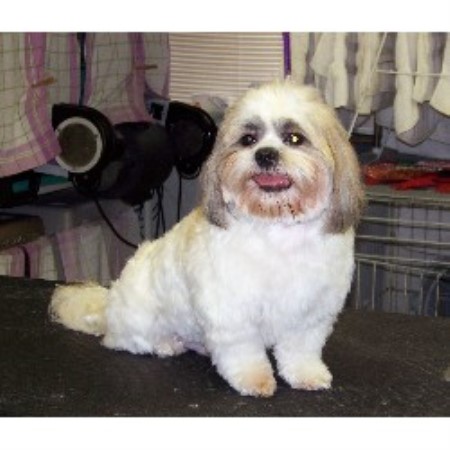 Dog Groomer in Pennsylvania