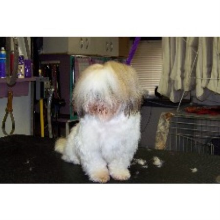 Dog Groomer in Pennsylvania