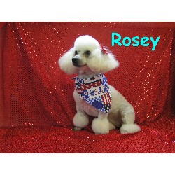 Dog Groomer ,Dog GroomerMaryland
