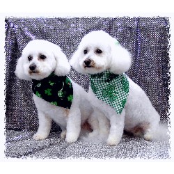 Dog Groomer ,Dog GroomerMaryland