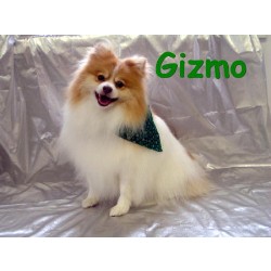 Dog Groomer ,Dog GroomerMaryland