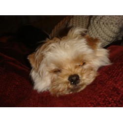 Molly