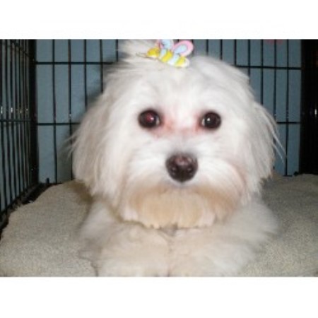 Dog Groomer in Illinois