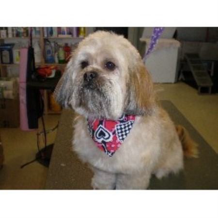 Dog Groomer in Illinois