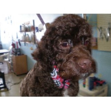 Dog Groomer in Illinois
