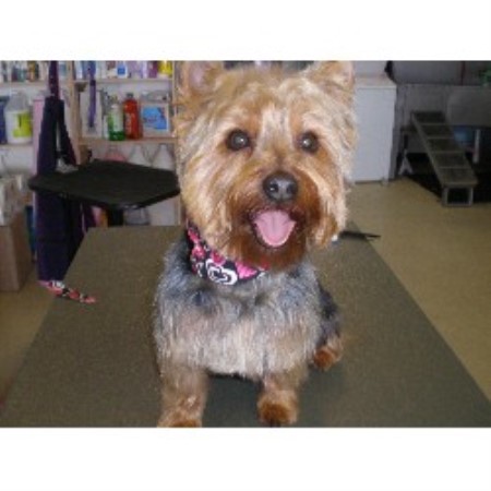 Dog Groomer in Illinois