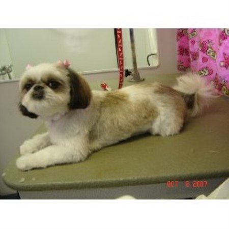 Shih-Tzu after bath and haircut