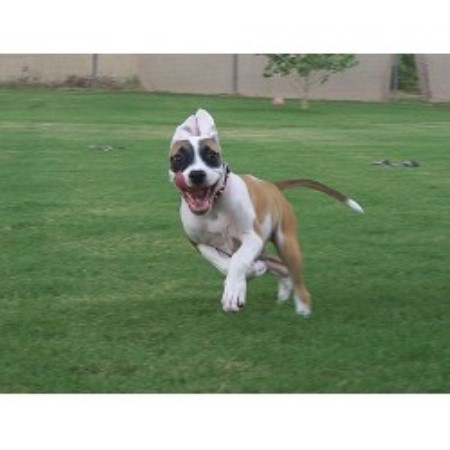 Happy Pup