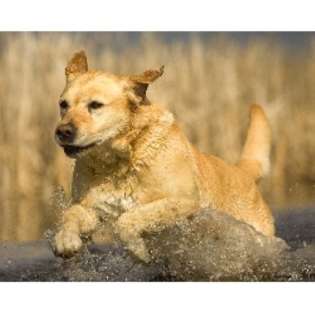 Spezzatura Yellow Labrador Multi-Champion