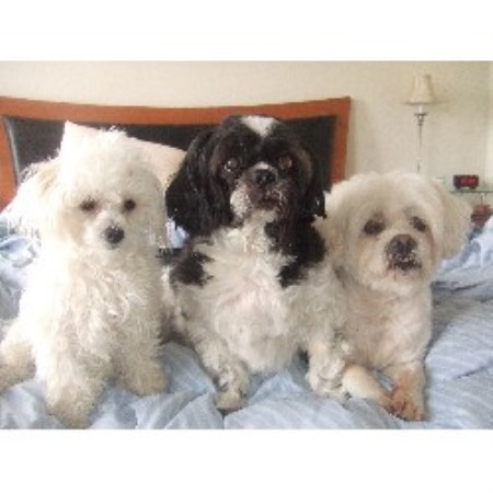 My Pups