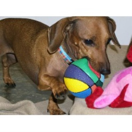 Dog Groomer ,Dog GroomerGeorgia