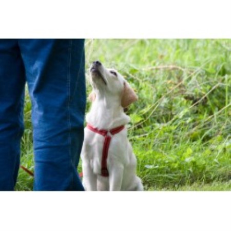 Dog Training in Washington