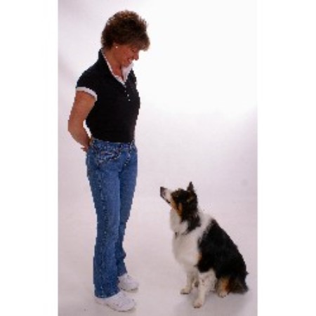 Dog Training in Washington