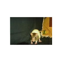 Pet Sitting ,Pet SittingDog WalkingMaryland