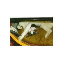 My cat Moo