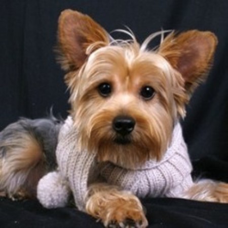 how to groom a yorkie yorkie grooming key to show quality yorkies breeds picture how to groom a yorkie yorkie grooming key to show quality yorkies breeds picture