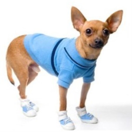 Dog Groomer ,Dog GroomerBritish Columbia