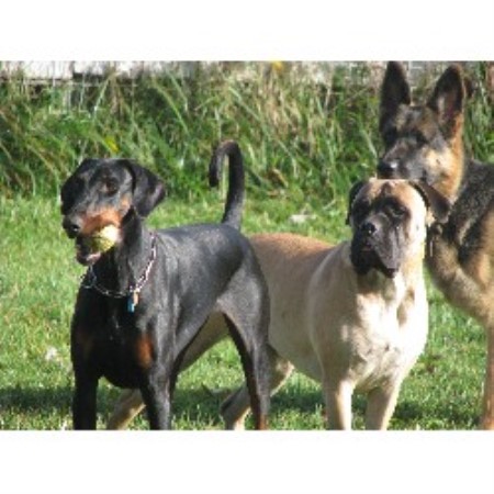 Dog Boarding Facilities n Leesburg, Virginia