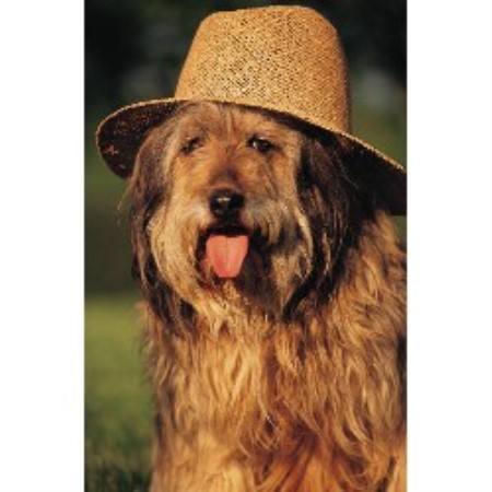 Dog Training in Montana
