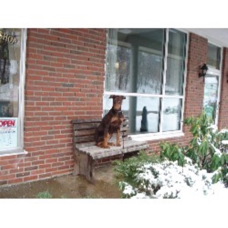 Boarding Kennels ,Pet Sitting ,Dog Training ,Dog Walking in Maine