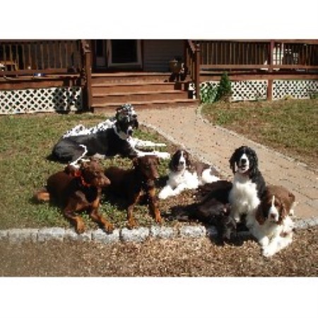 Boarding Kennels ,Boarding KennelsPet SittingPet SittingMaine