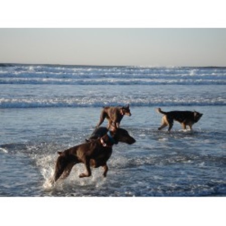 Boarding Kennels ,Boarding KennelsPet SittingPet SittingMaine