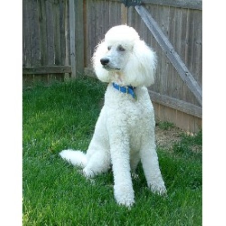 Dog Training in Pennsylvania