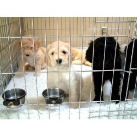 Toby  Littermates