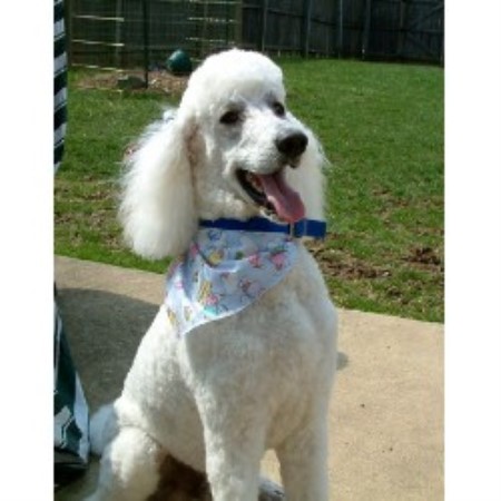 Home Dog Boarding Horsham Home Dog Boarding Horsham