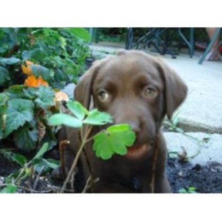 Jack in the Garden