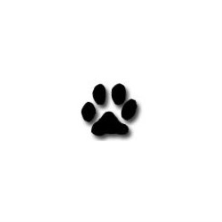 Experienced pet sitter and dog walker in Piqua, Ohio