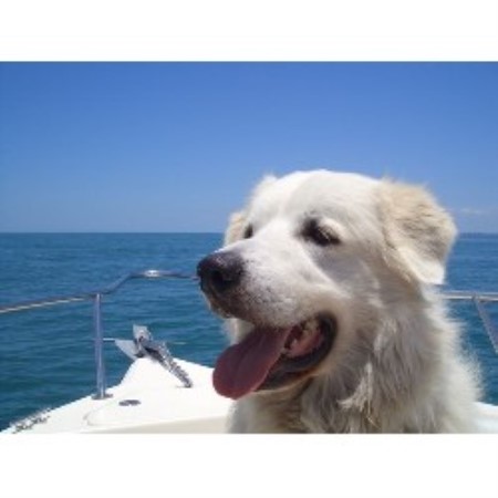 Charlie Hunnam is a far cry from his Sons of Anarchy ... Will Thomas Dog Whisperer Osprey, Florida 34229