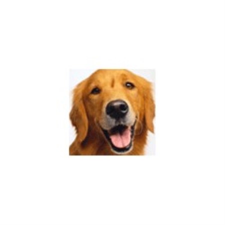 Dog Training in Connecticut