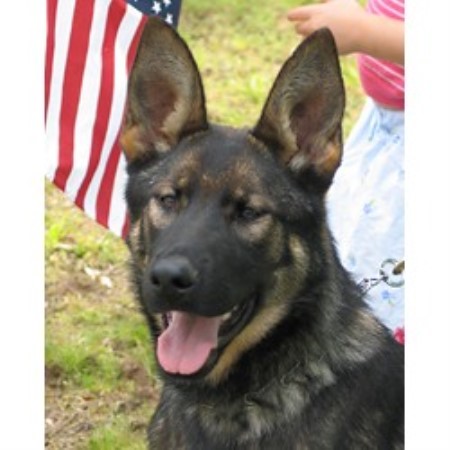 Dog Training in Connecticut