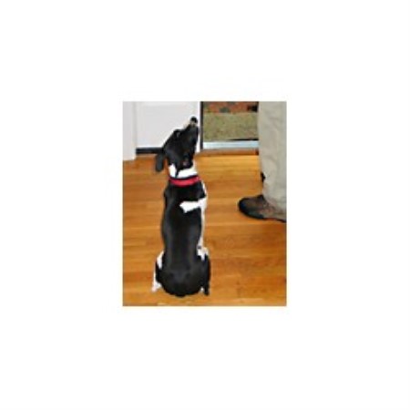 Dog Training in Connecticut