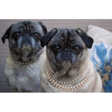 Pet Sitting ,Pet SittingMichigan