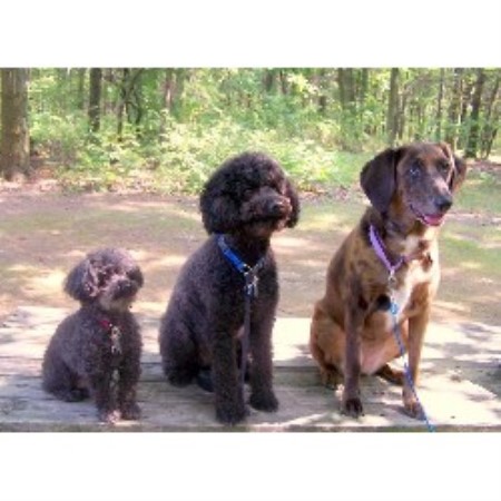 Doggies+and+puppies+white+plains