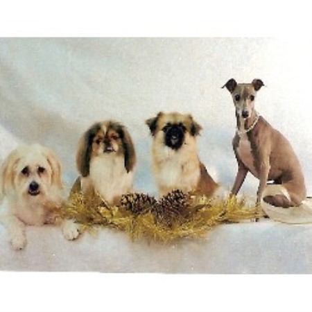 My pups