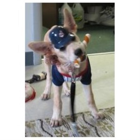 Dog Boutique/Barkery in Ohio