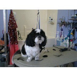 Augie Before