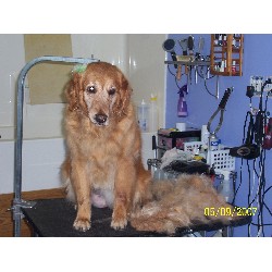 Dog Groomer ,Dog GroomerBoarding KennelsBoarding KennelsIndiana