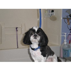 Dog Groomer ,Dog GroomerBoarding KennelsBoarding KennelsIndiana