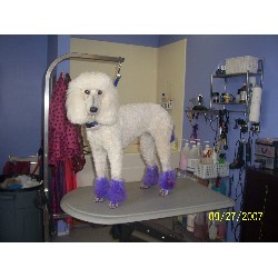 Dog Groomer ,Dog GroomerBoarding KennelsBoarding KennelsIndiana