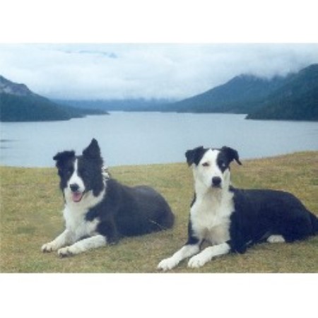 Dog Training in Montana