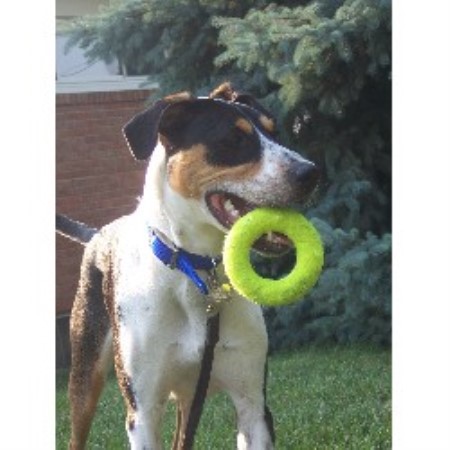Pet Sitting ,Dog Walking in Maryland