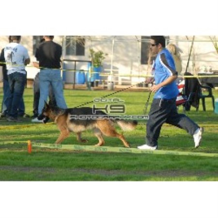 Dog Groomer ,Dog GroomerBoarding KennelsCalifornia